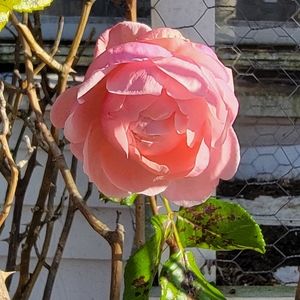 Meet your Posher, Bree